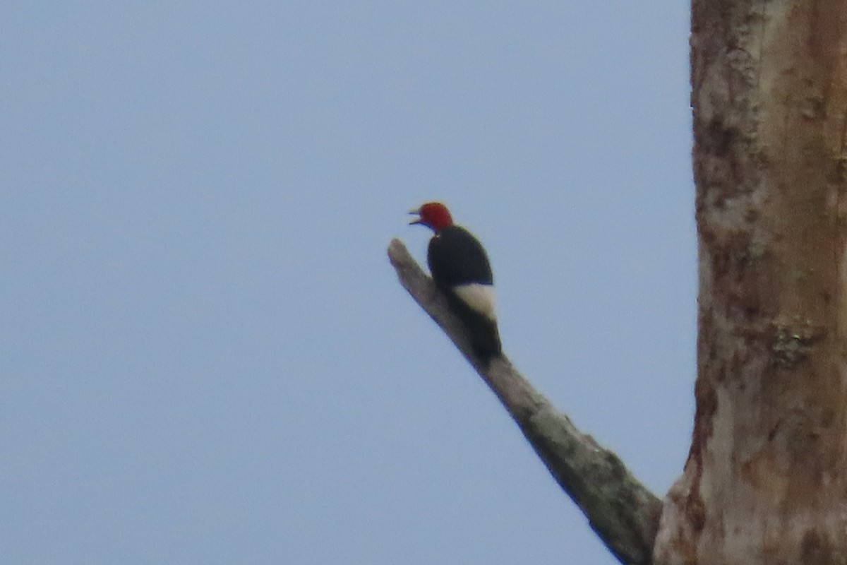 Red-headed Woodpecker - ML362973391