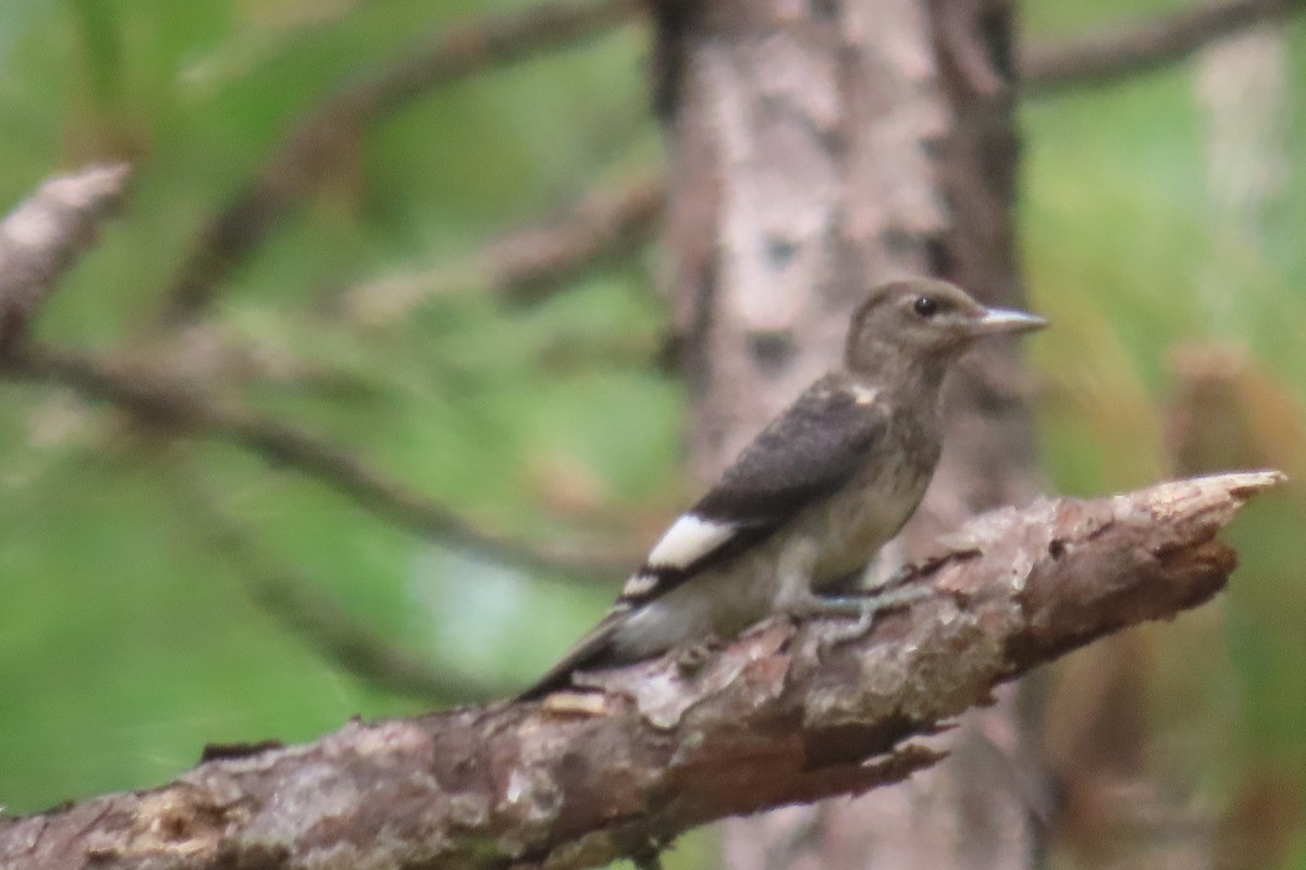 Red-headed Woodpecker - ML362973411