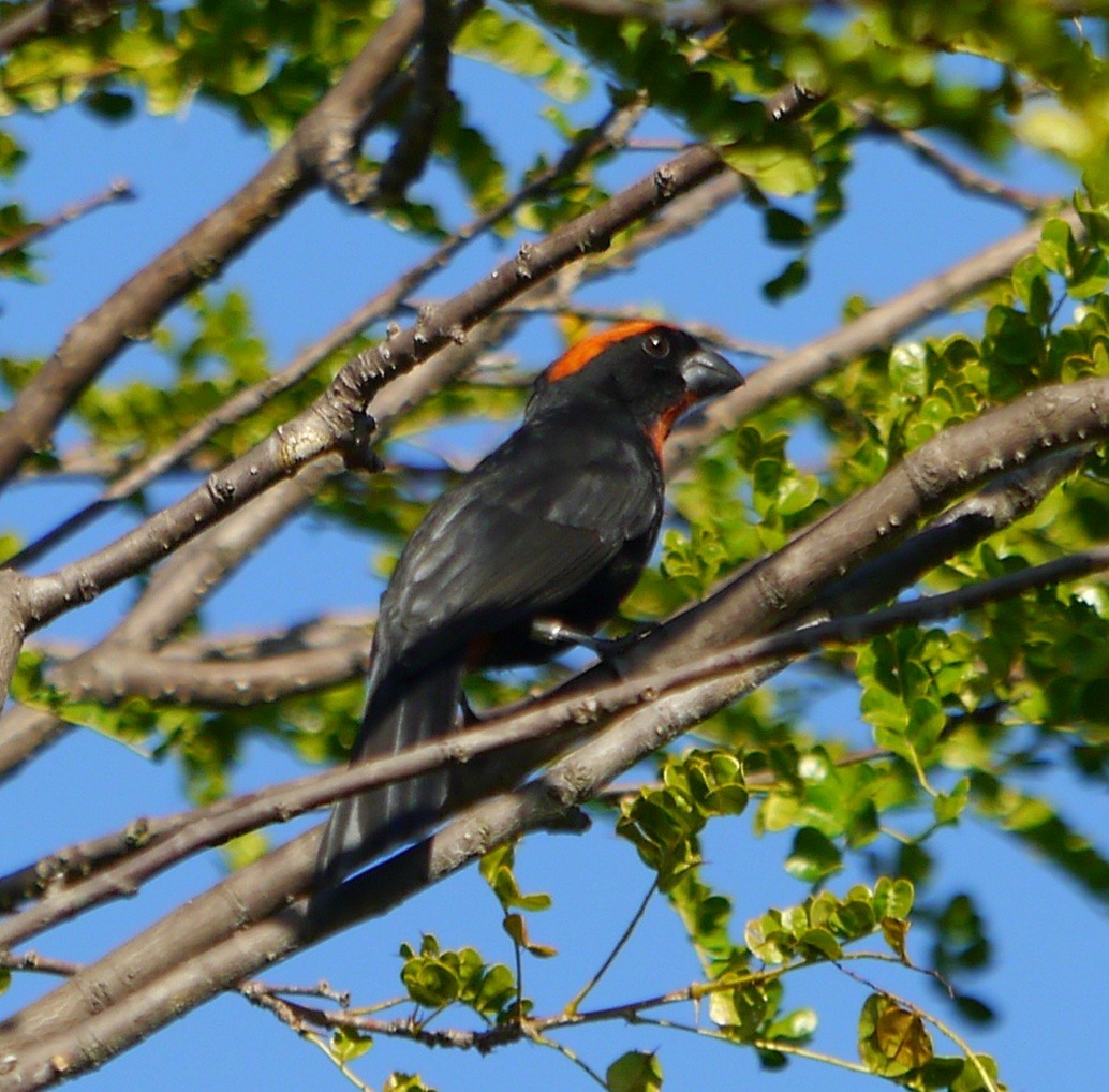 Puerto Rican Bullfinch - ML362975871