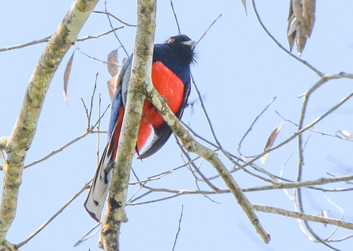 Surucua Trogon - ML362976041