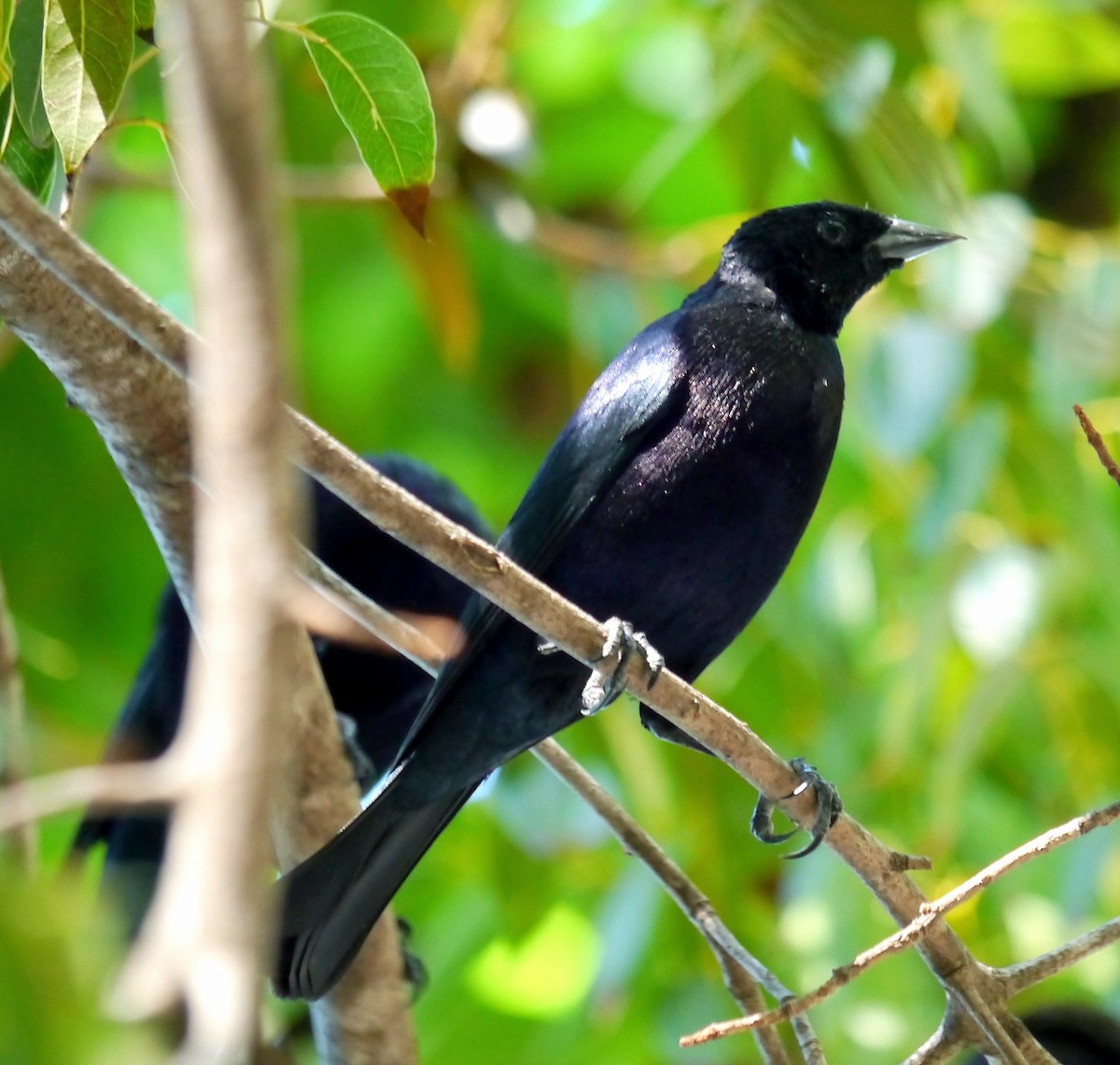 Shiny Cowbird - ML362976521