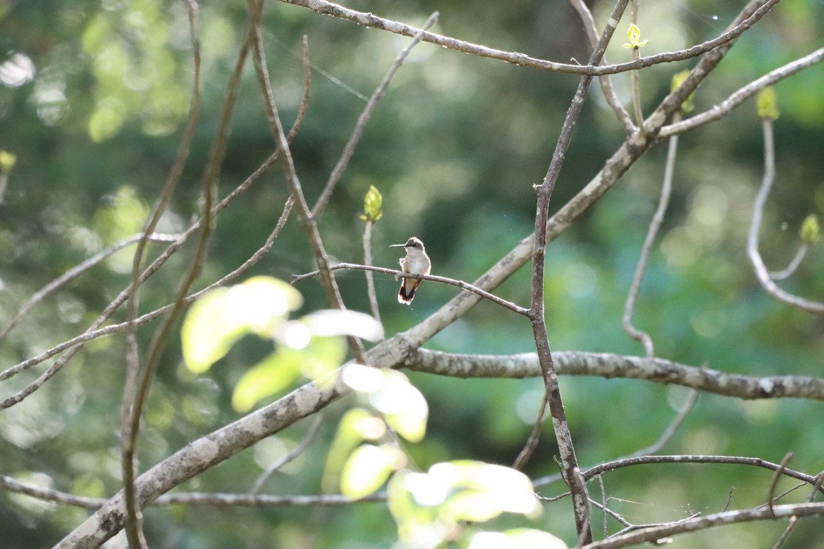 Ruby-throated Hummingbird - ML362979021