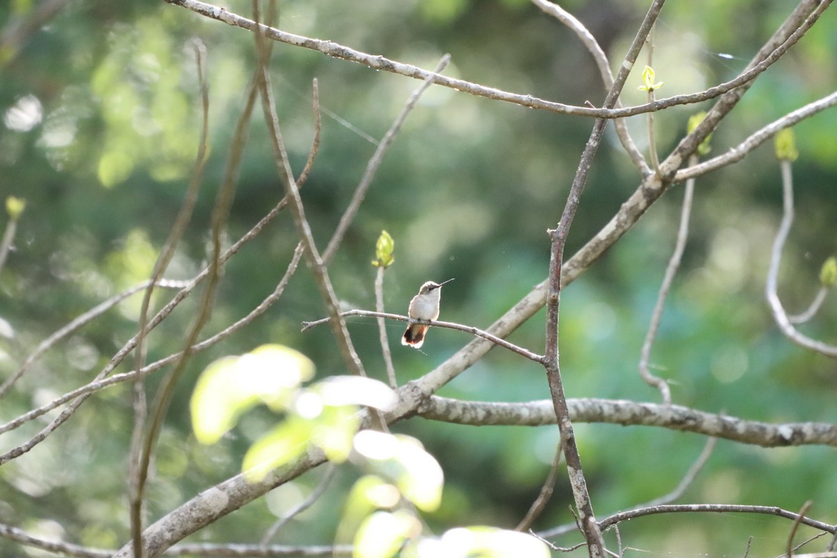 Ruby-throated Hummingbird - ML362979031