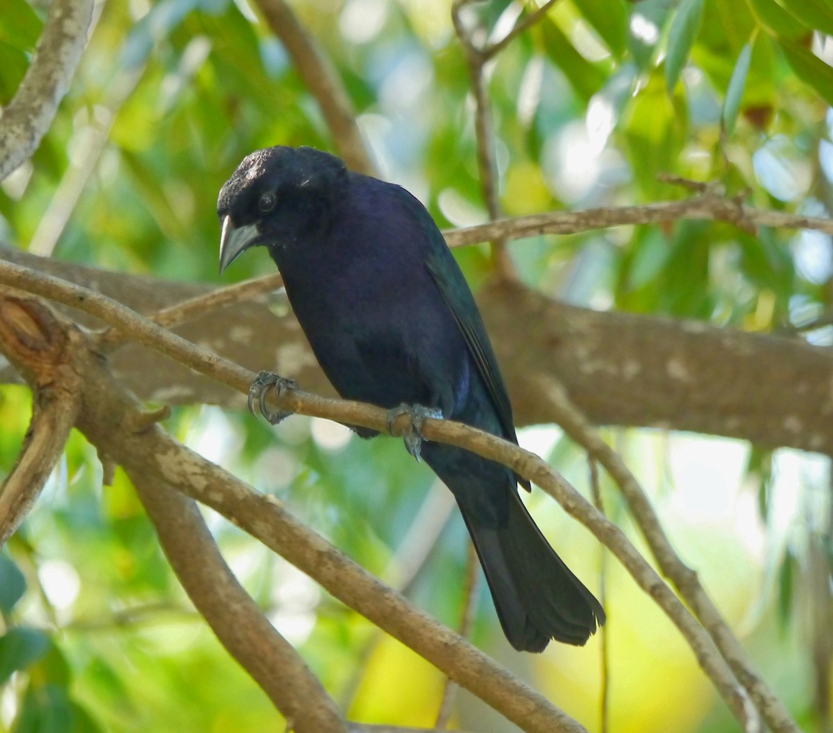 Shiny Cowbird - David Diller