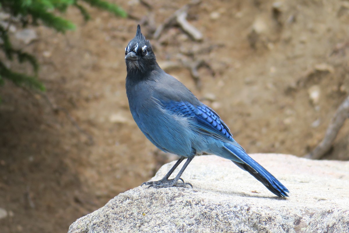 Steller's Jay - ML362980151