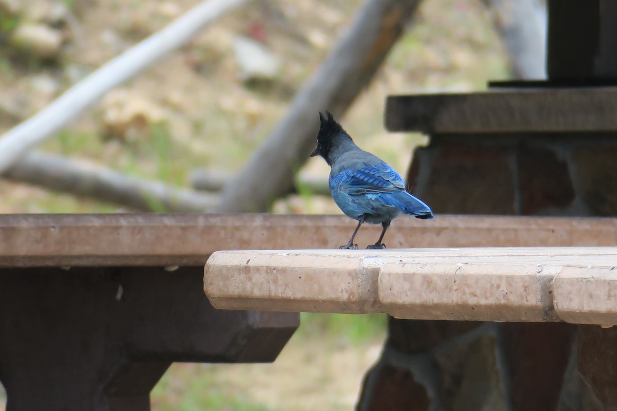 Steller's Jay - ML362980221