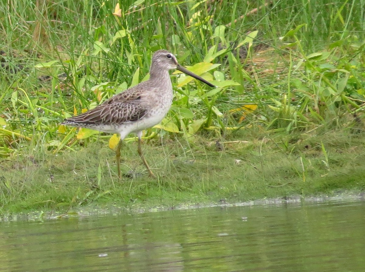 Long-billed Dowitcher - ML36298101