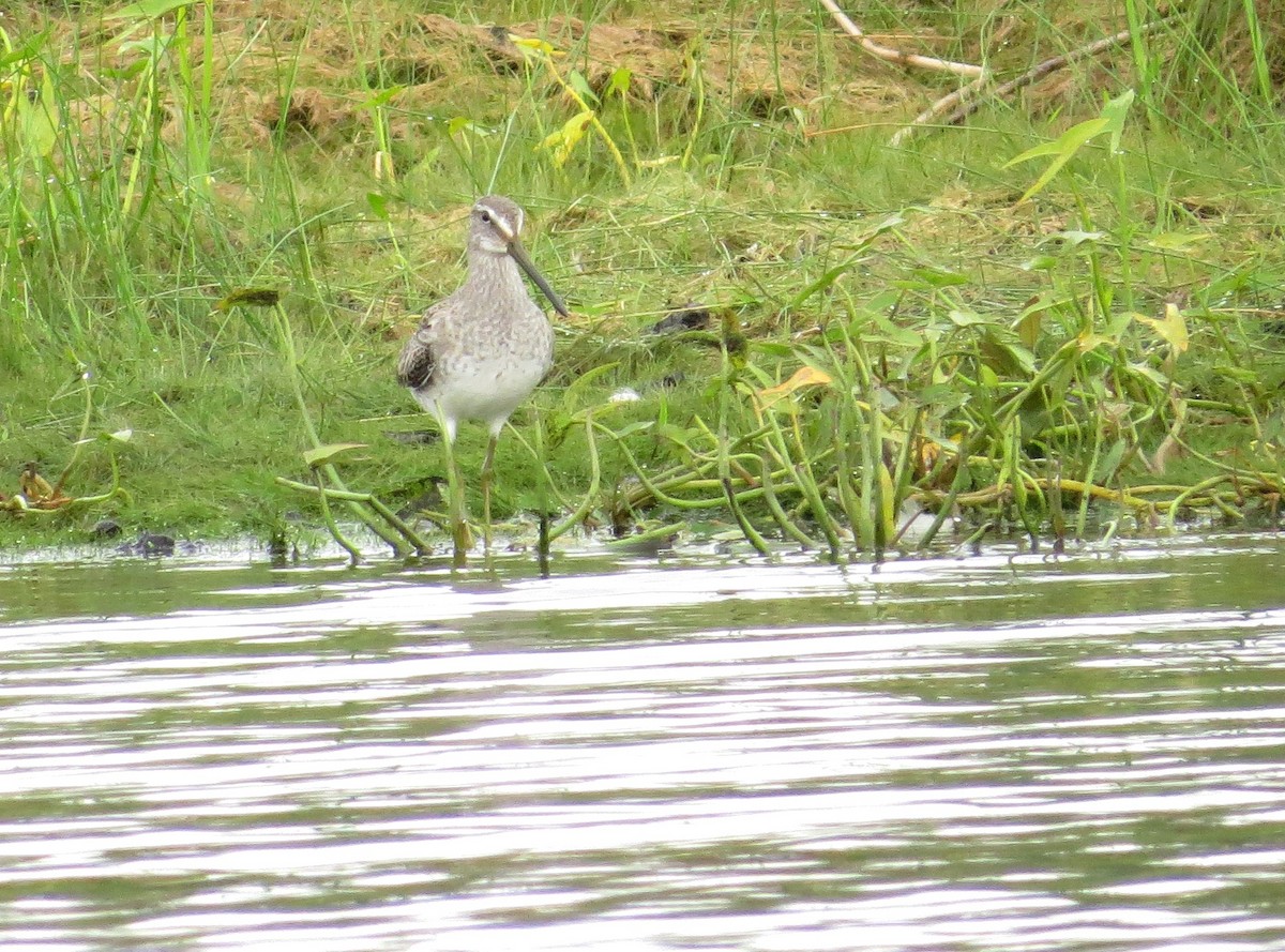 Long-billed Dowitcher - ML36298121