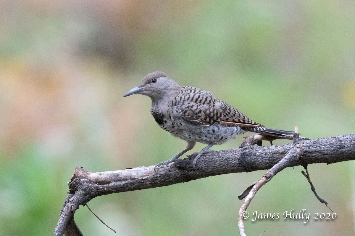 Northern Flicker - ML362984361