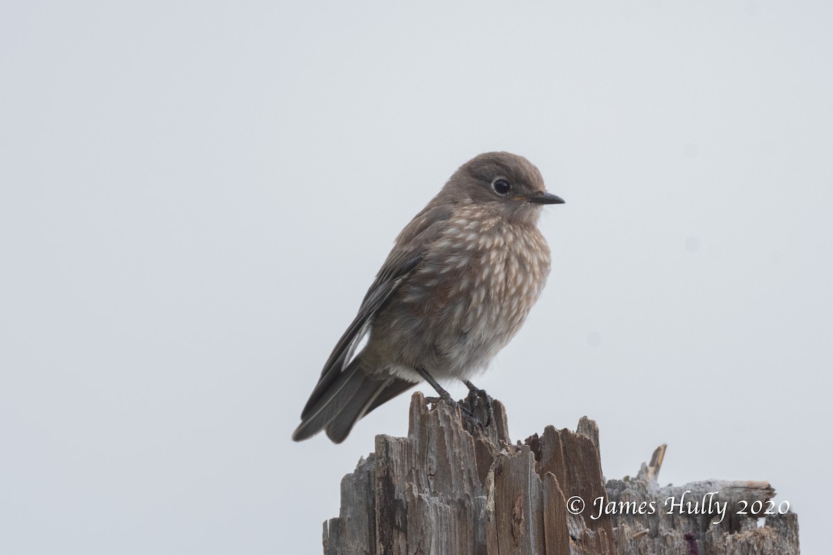 Western Bluebird - ML362984401