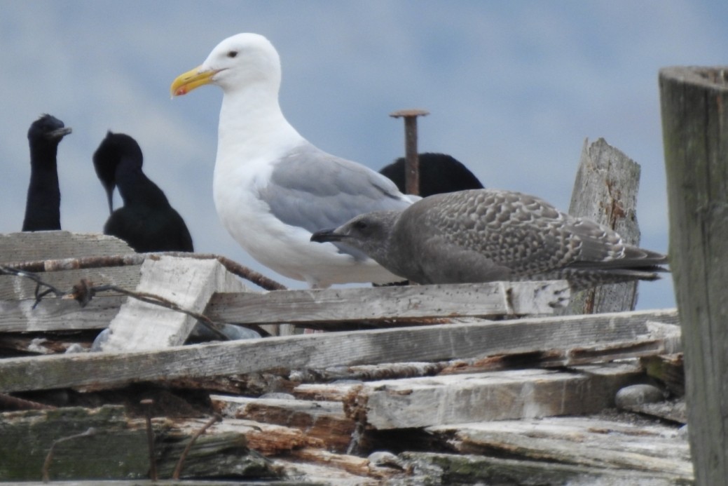 Glaucous-winged Gull - ML362985381