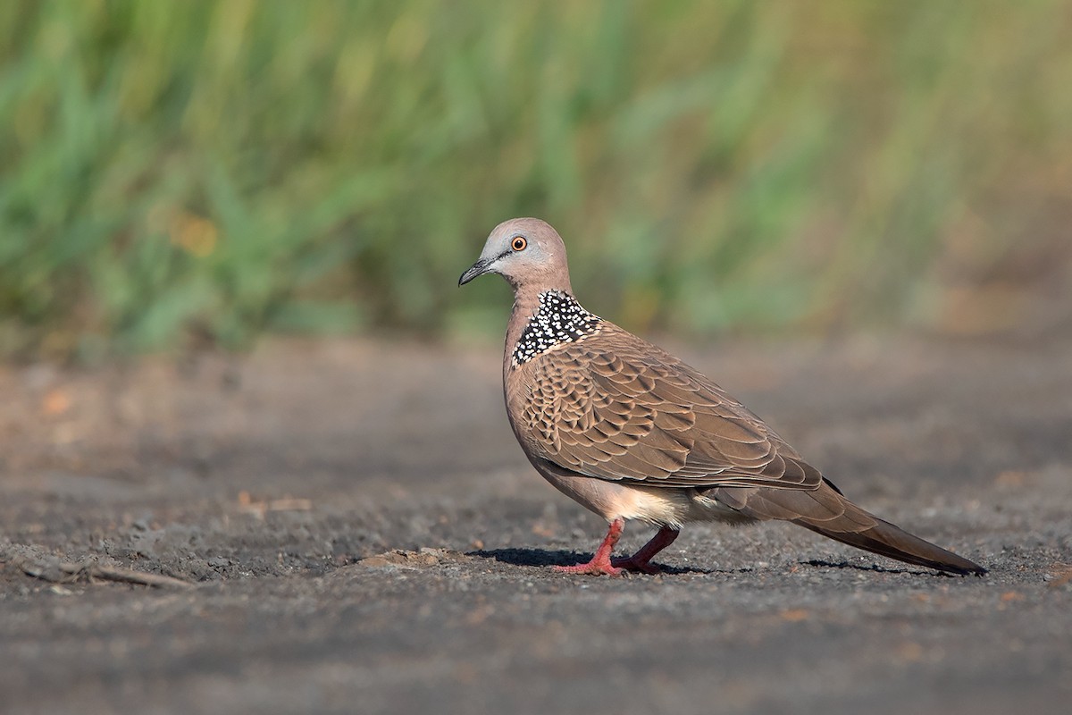 Spotted Dove (Eastern) - ML362986141