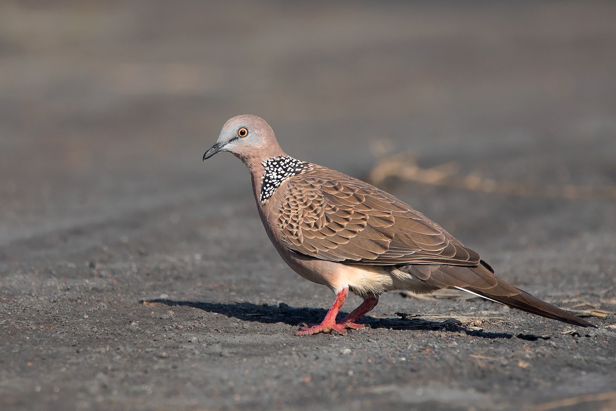Spotted Dove (Eastern) - ML362986161