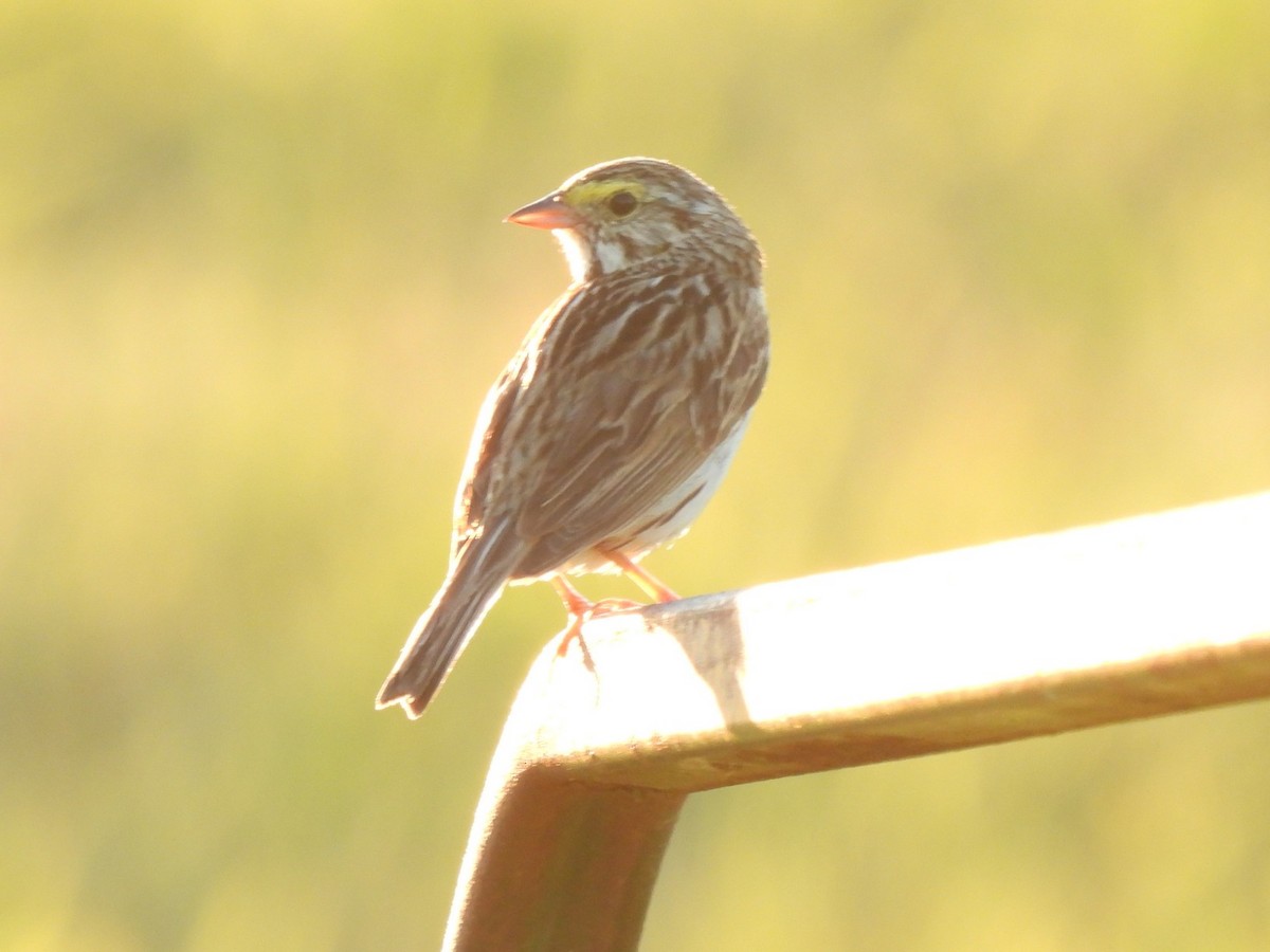 Savannah Sparrow - ML362986521