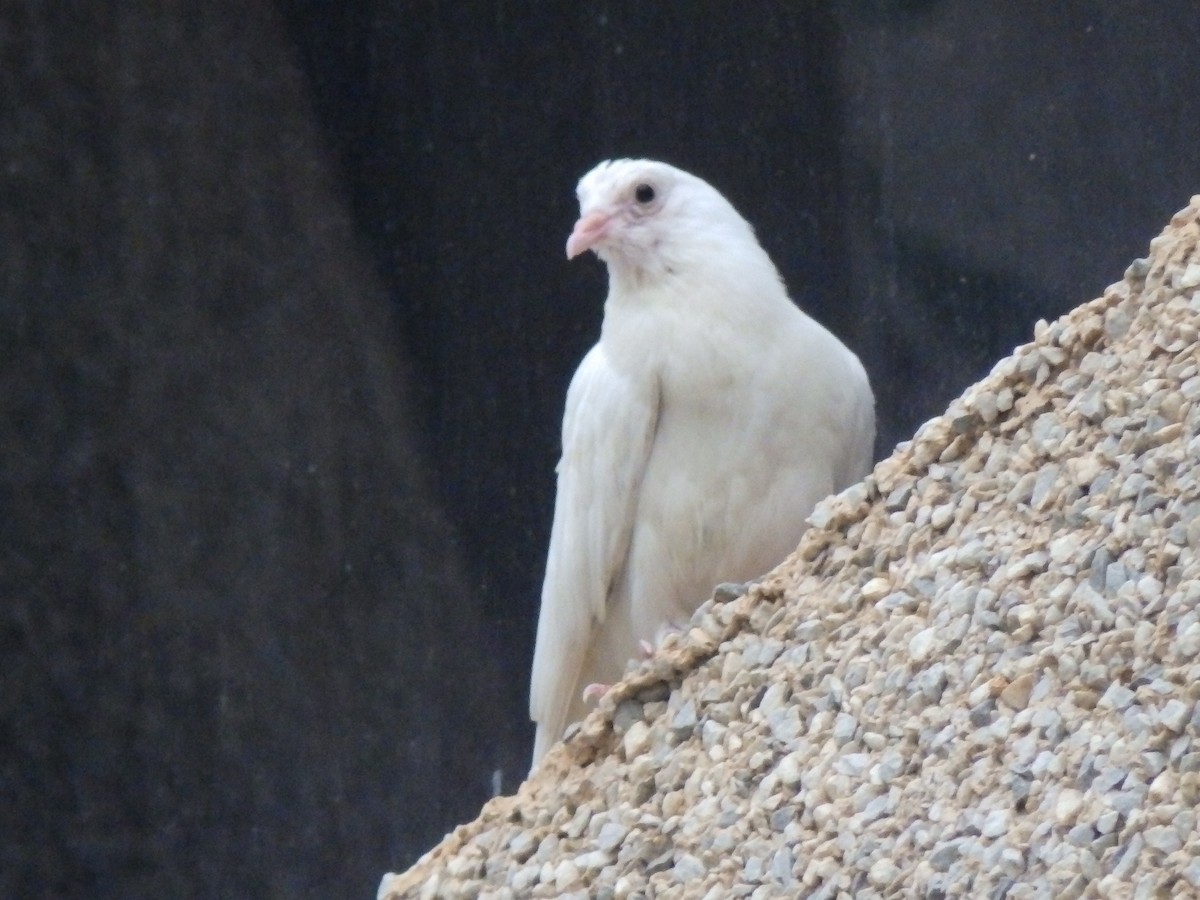 Rock Pigeon (Feral Pigeon) - Edouard Paiva