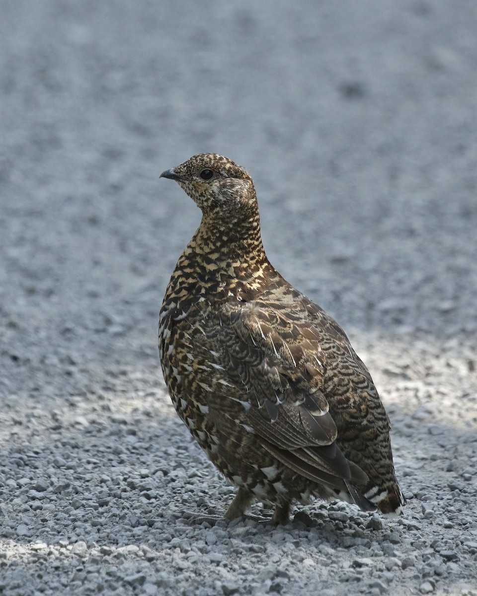 Spruce Grouse - ML362988691