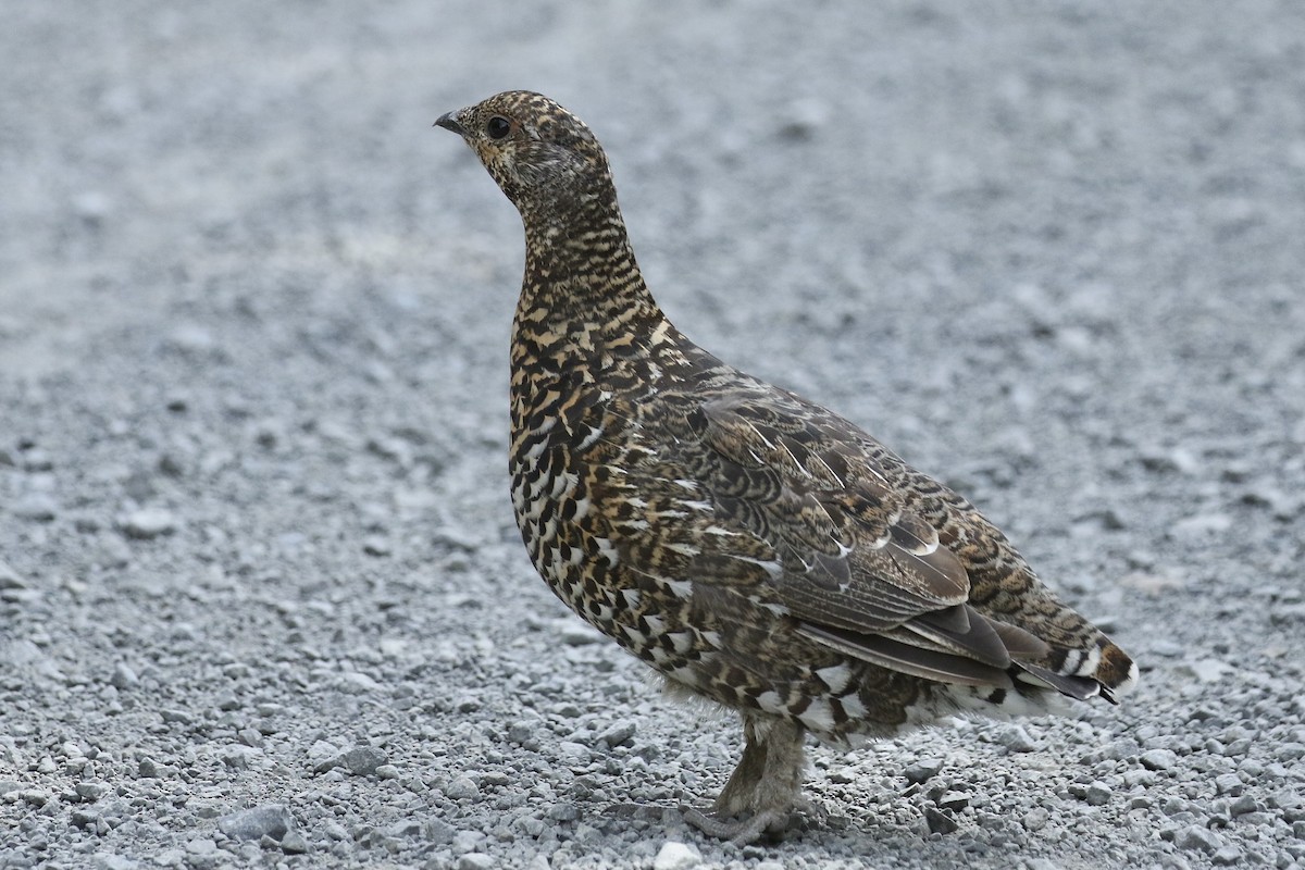 Spruce Grouse - ML362988741