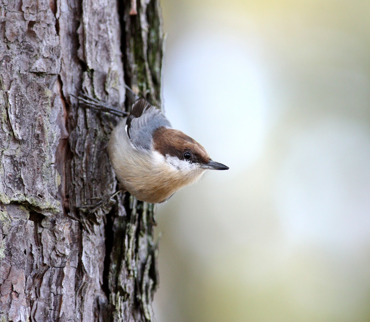 Brown-headed Nuthatch - ML36299081