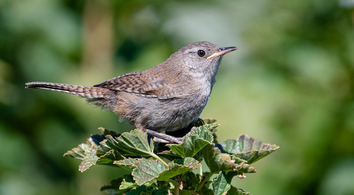 House Wren - ML362991651