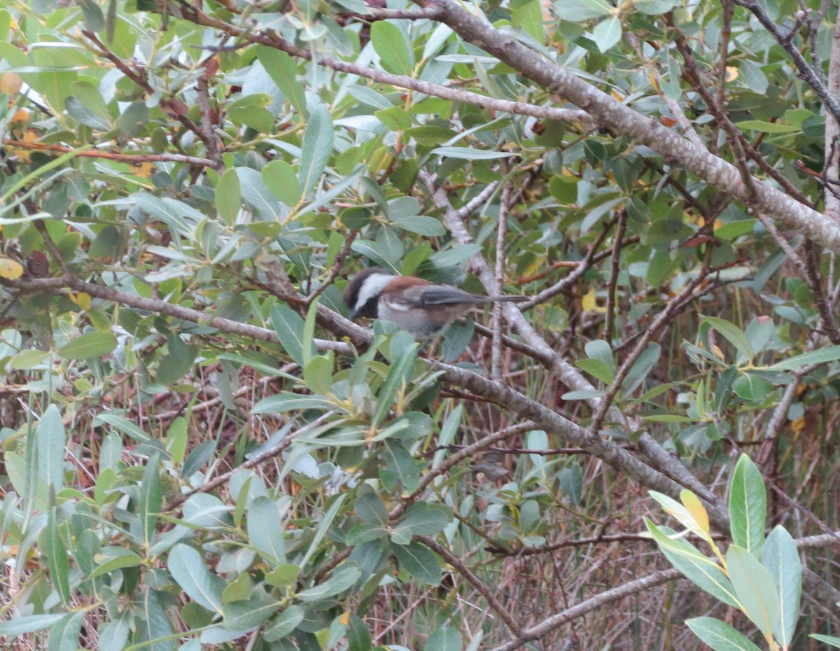 Chestnut-backed Chickadee - Carl Engstrom