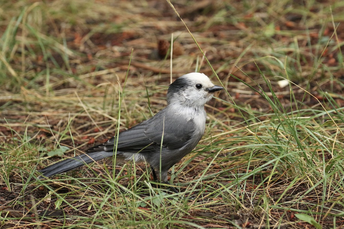 Canada Jay - ML362991871