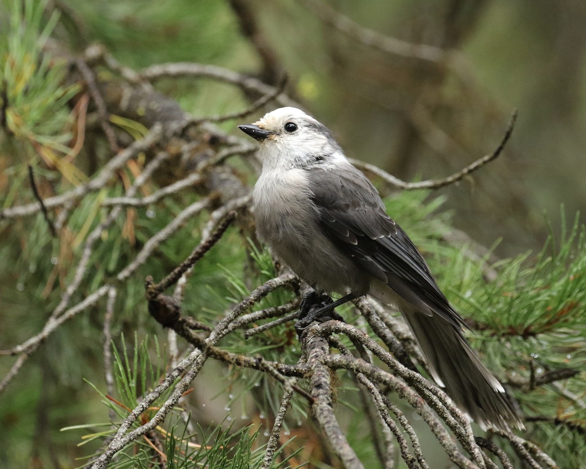 Canada Jay - Russ Morgan