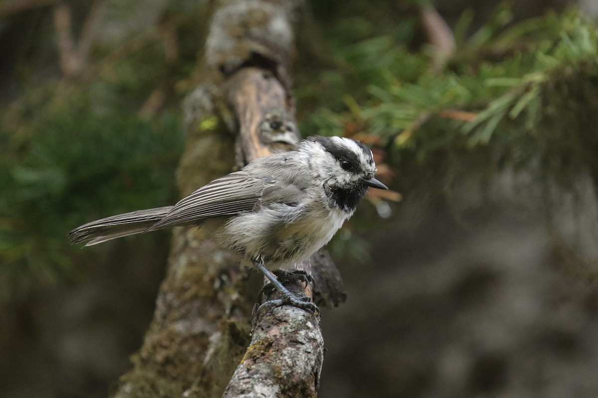 Mésange de Gambel - ML362992191