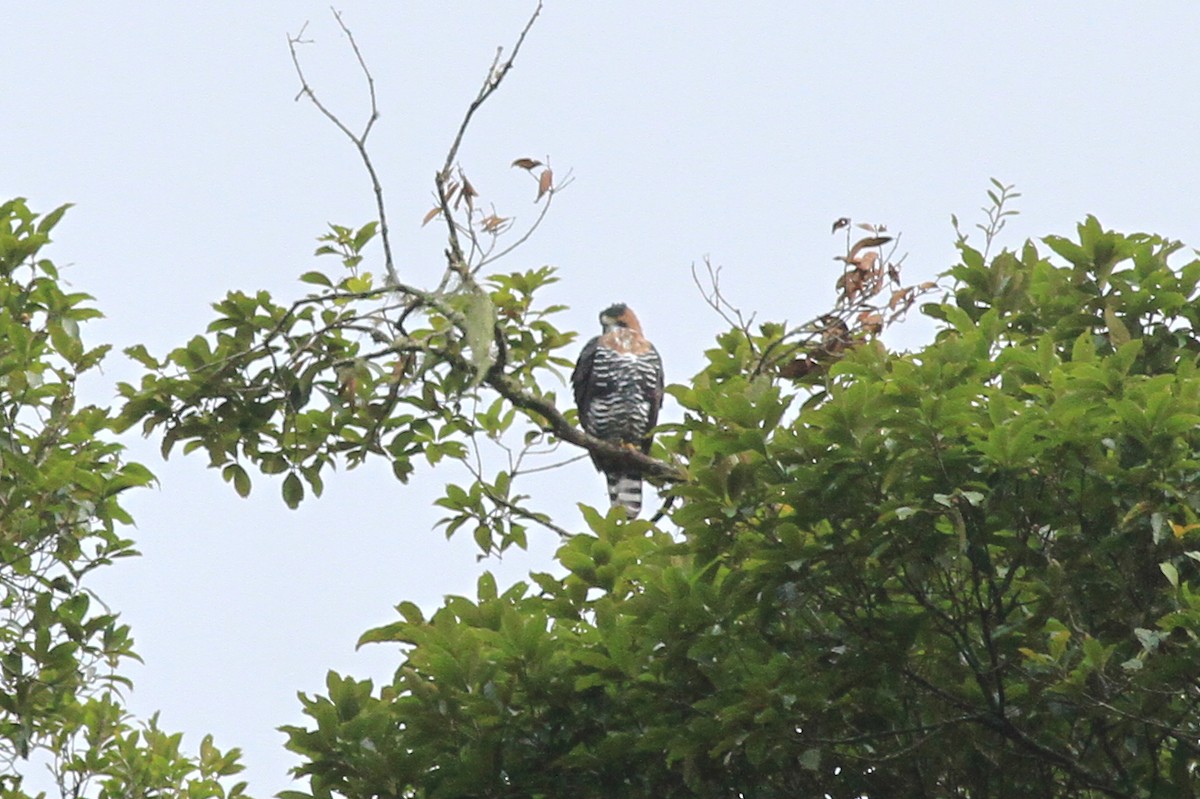 Ornate Hawk-Eagle - ML362992261