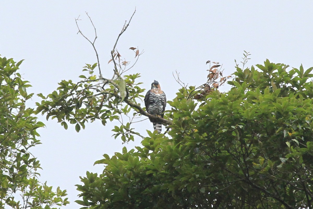 Ornate Hawk-Eagle - ML362992281