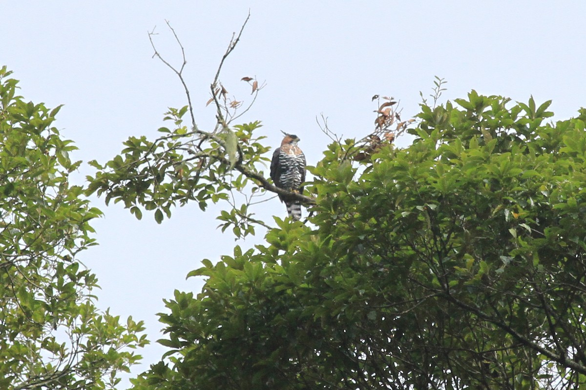 Ornate Hawk-Eagle - Michael McCloy