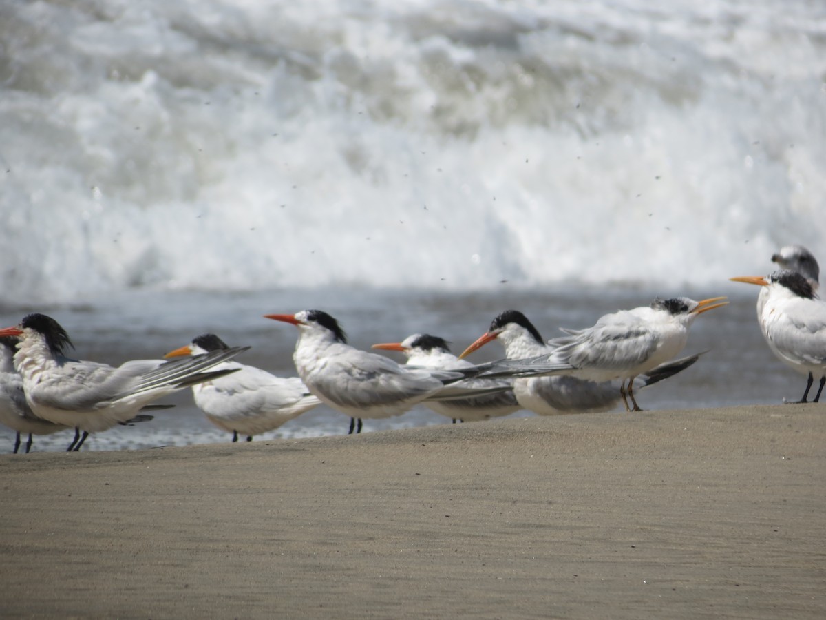 Elegant Tern - ML36299241