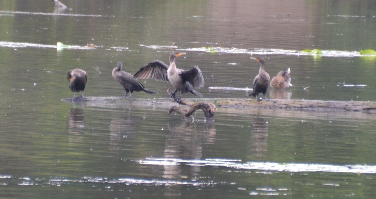 Double-crested Cormorant - ML362992511