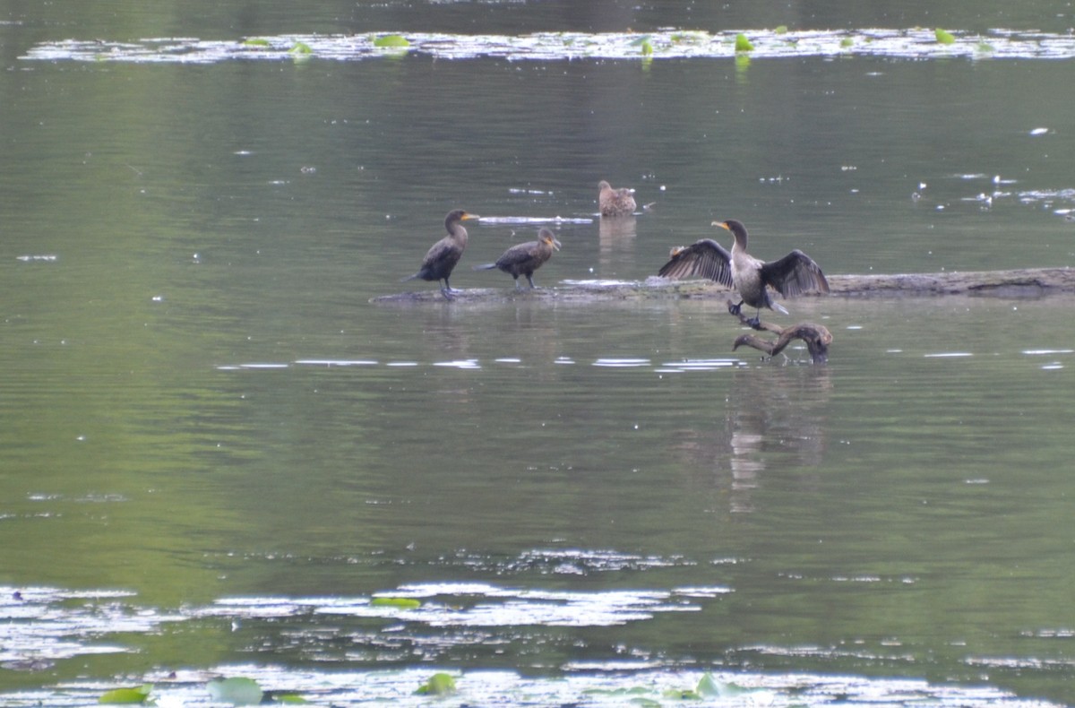 Double-crested Cormorant - ML362992521