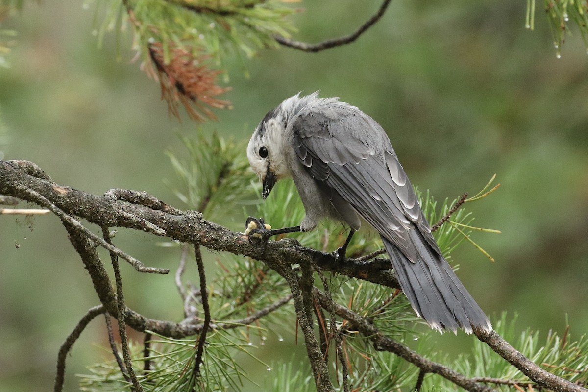 Canada Jay - ML362992551