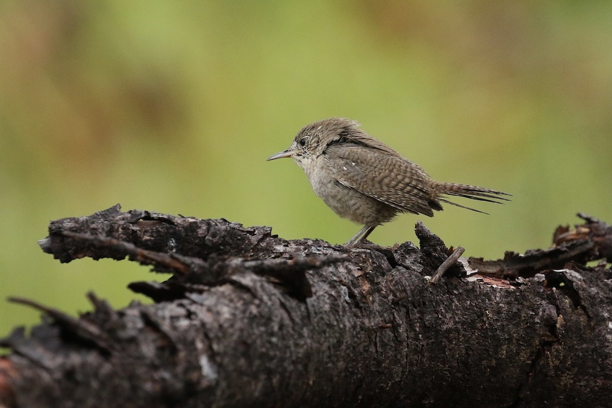 House Wren - ML362992631