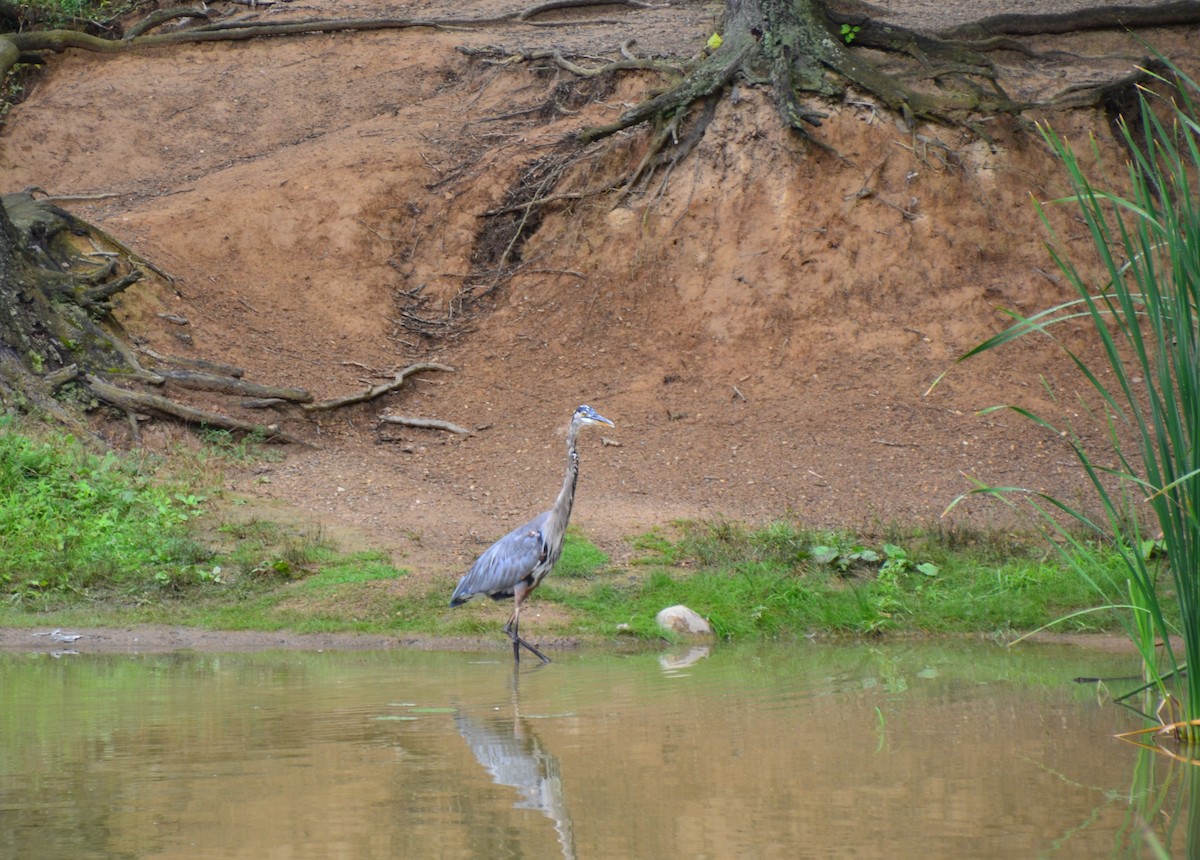 Great Blue Heron - ML362992721
