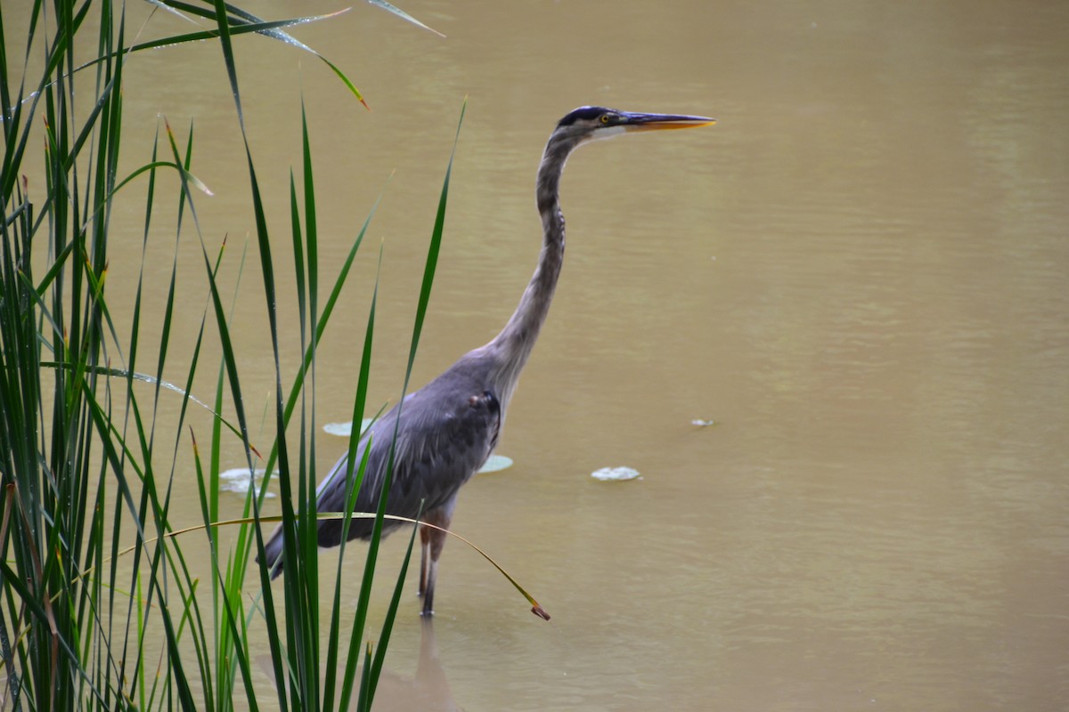 Great Blue Heron - ML362992741