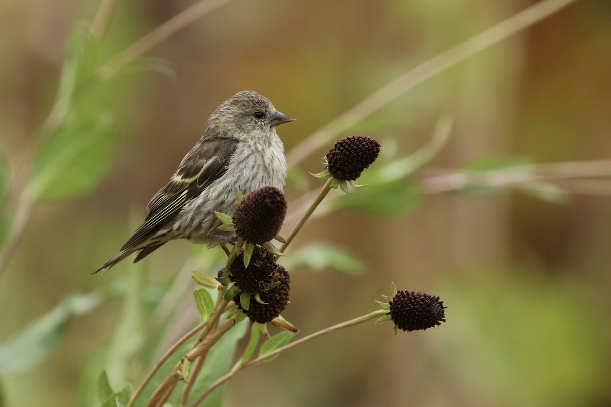 Pine Siskin - ML362993051