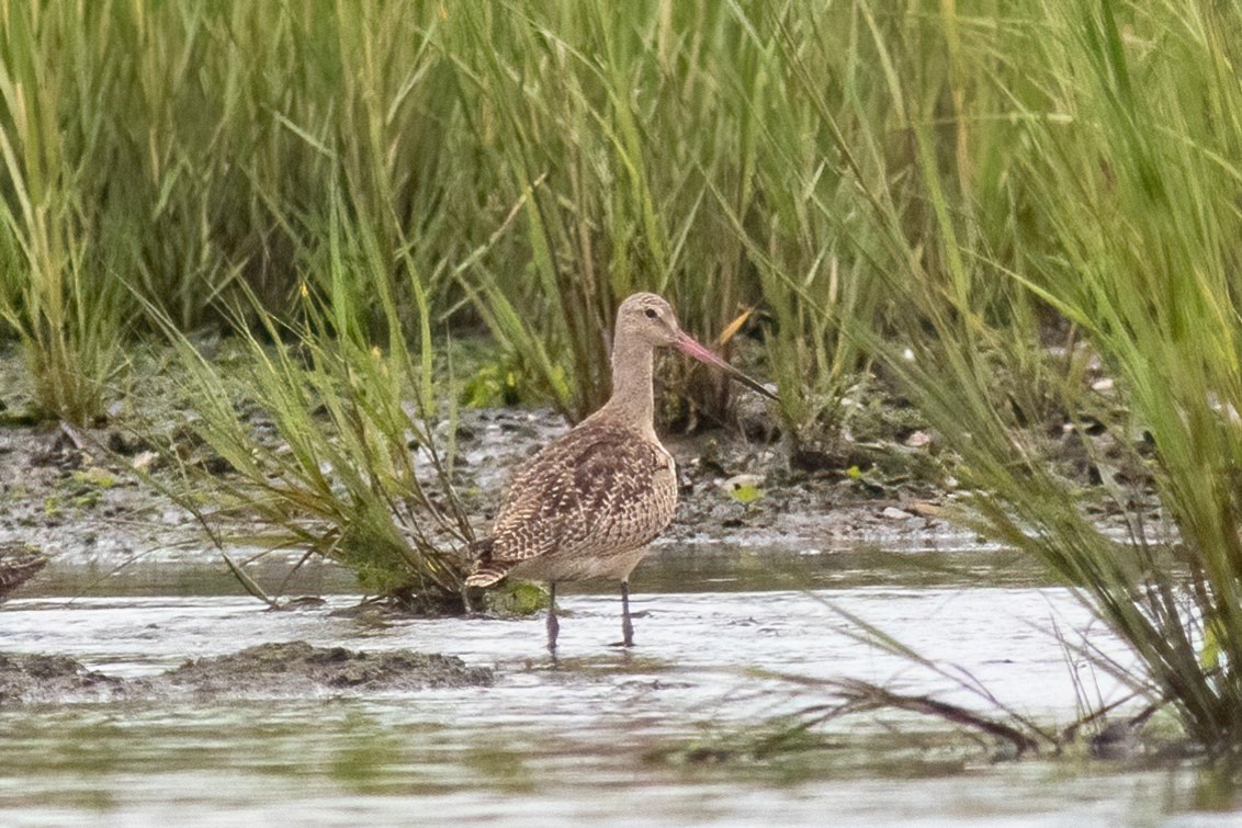 Marbled Godwit - ML362993241
