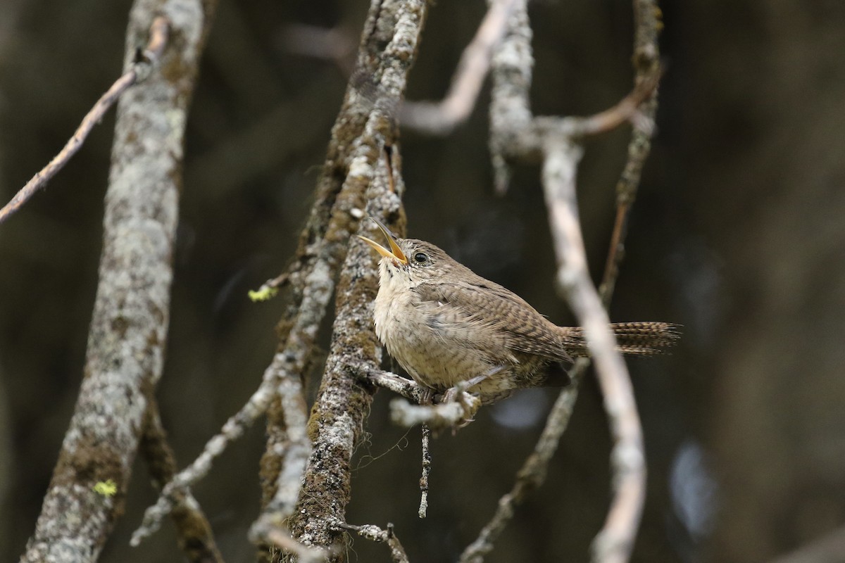 House Wren - ML362993391