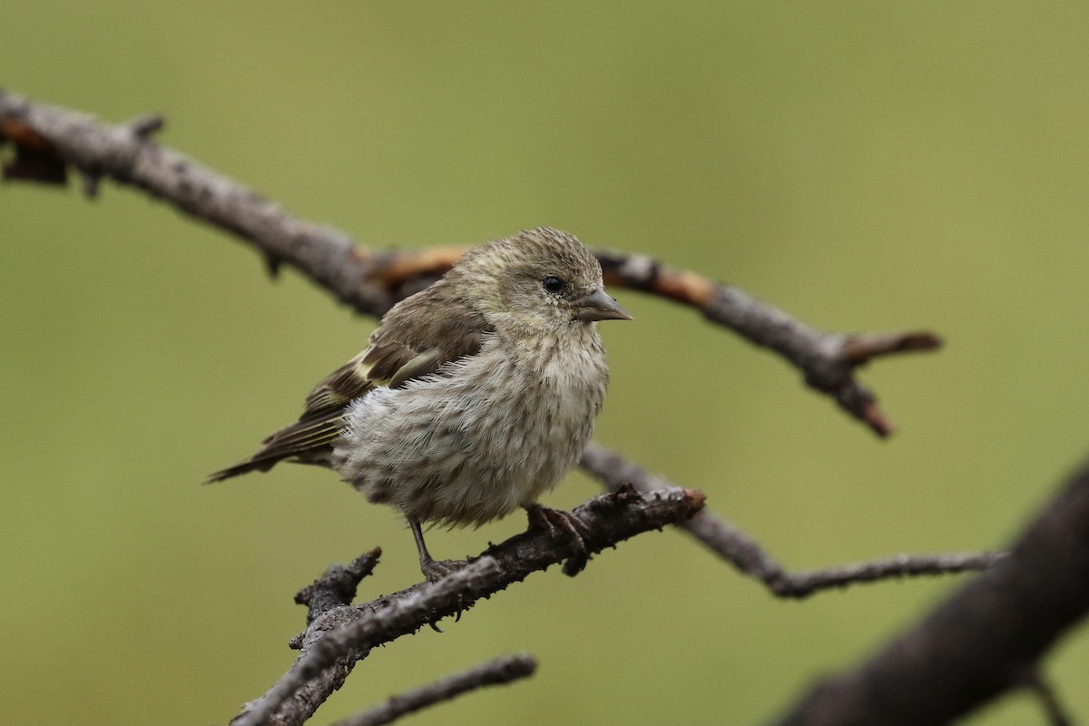 Pine Siskin - Russ Morgan