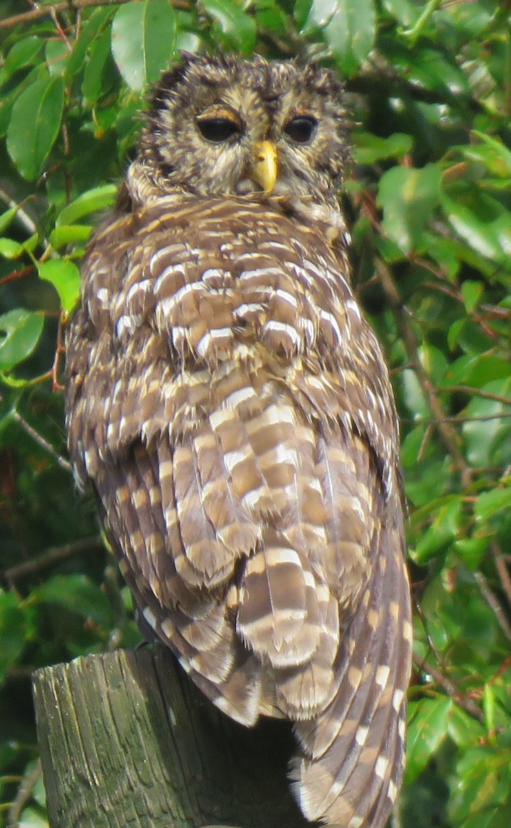Barred Owl - ML362993961