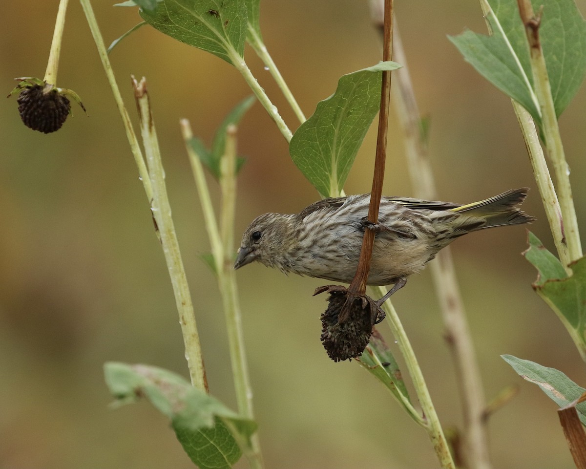 Pine Siskin - ML362994031