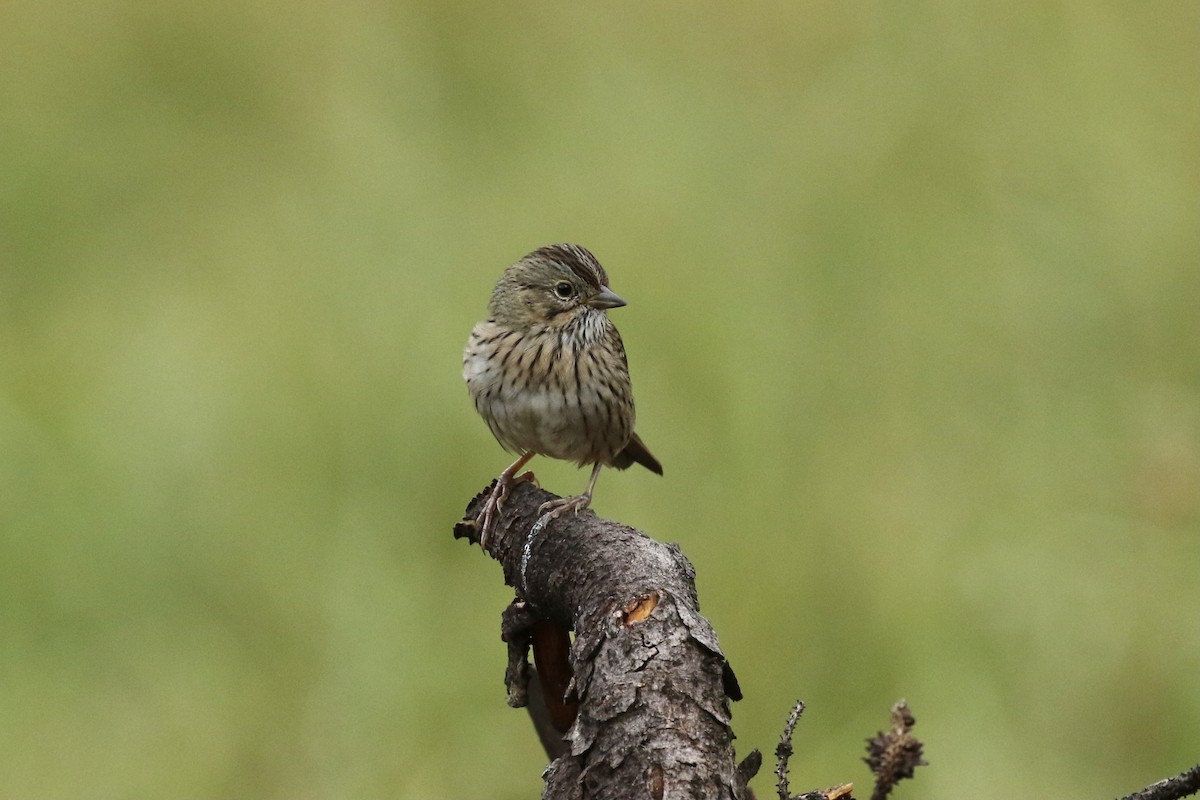 Lincoln's Sparrow - Russ Morgan