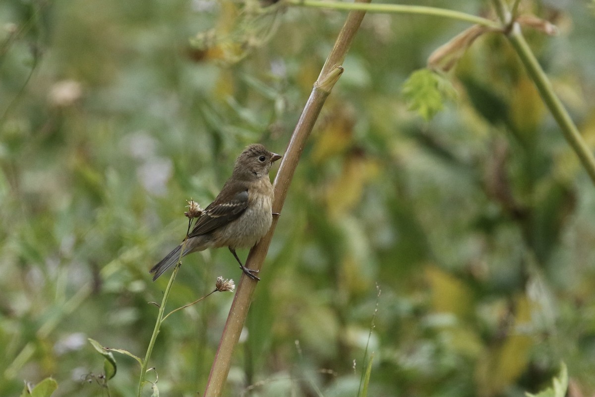 Lazuli Bunting - Russ Morgan