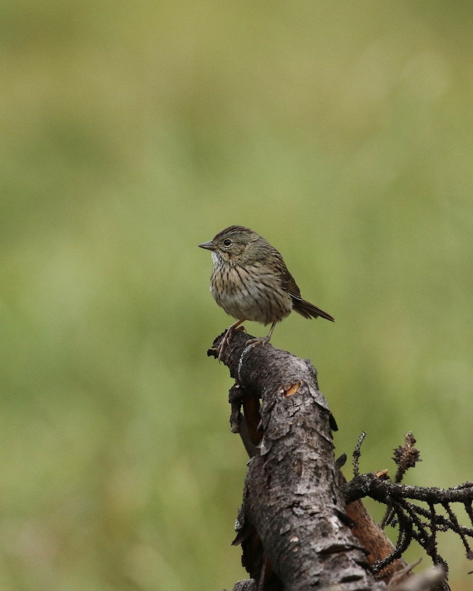 Lincoln's Sparrow - Russ Morgan