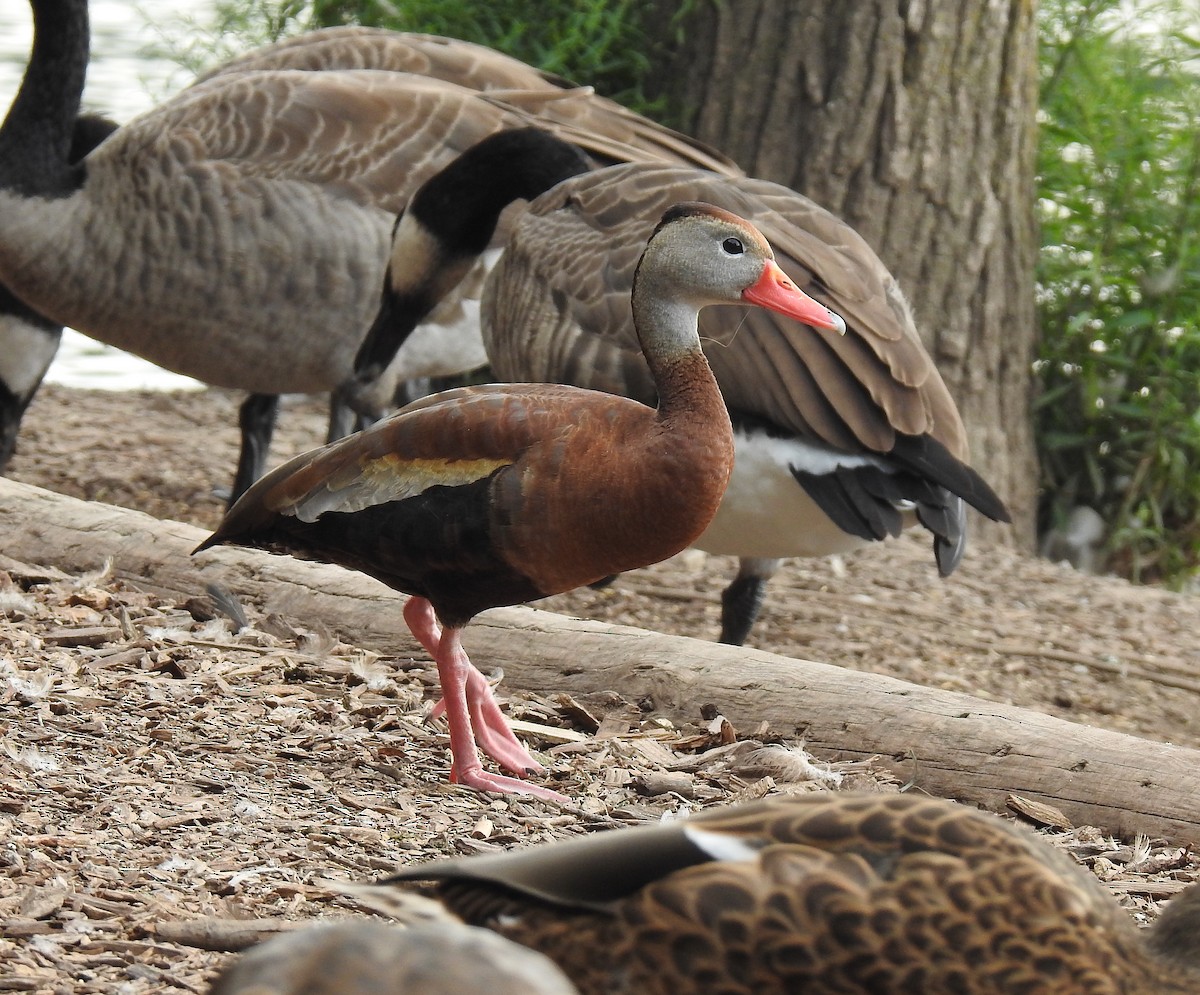 Black-bellied Whistling-Duck - Barbara N. Charlton