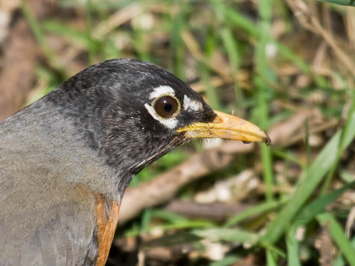 American Robin - ML36299761