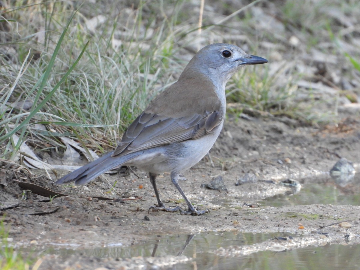 Gray Shrikethrush - ML362997841