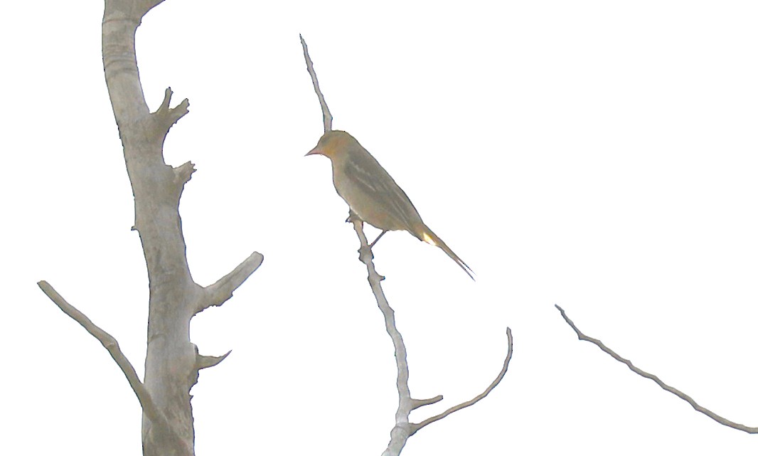 Oriole de Bullock - ML362997981